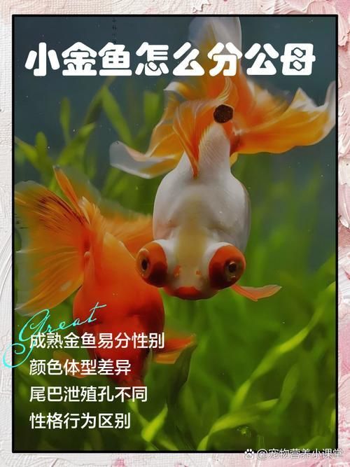 金魚公母對照圖