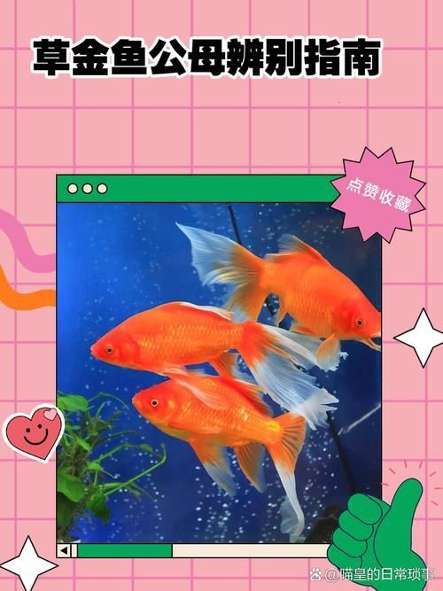 金魚公母對照圖