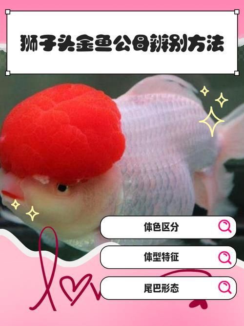 金魚公母對照圖