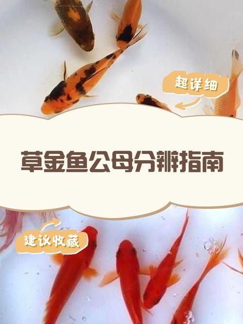 金魚公母對照圖