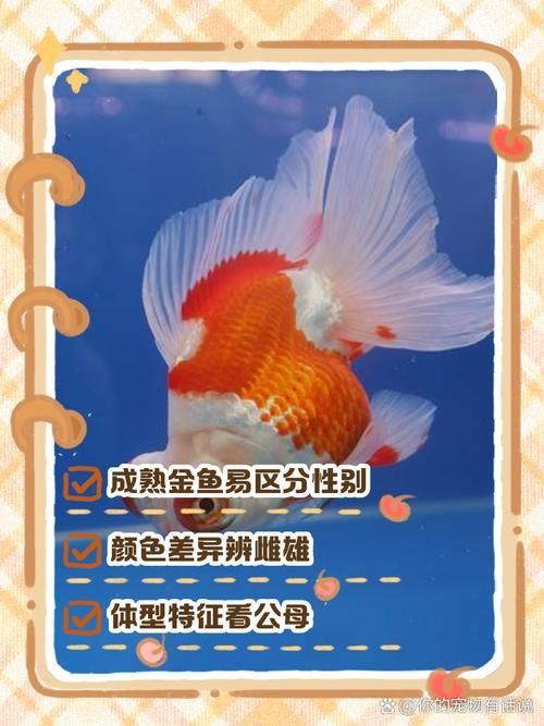 金魚公母對照圖