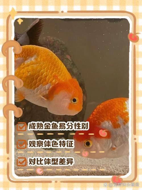 金魚公母對照圖