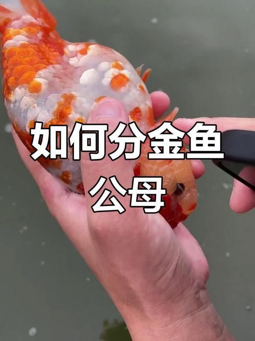 金魚公母對照圖