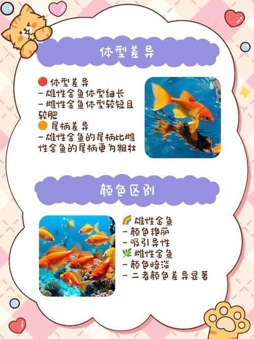 金魚公母對照圖