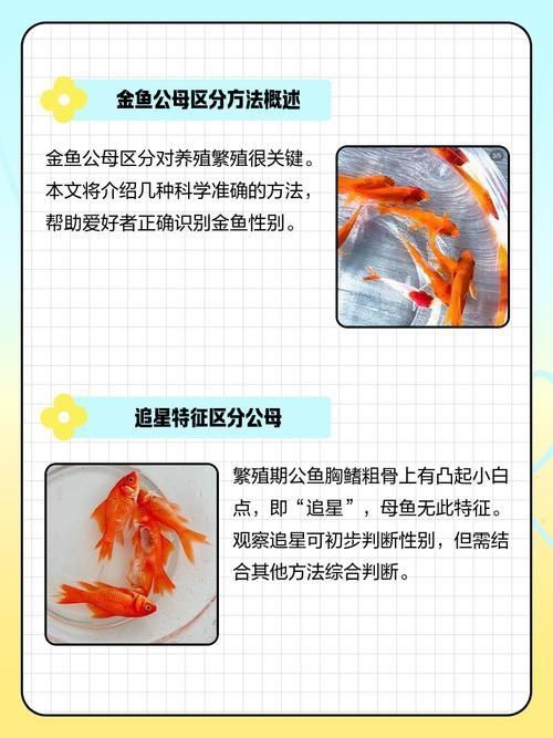 金魚公母對照圖
