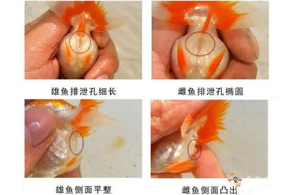 金魚公母對照圖