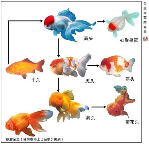 金魚公母對照圖