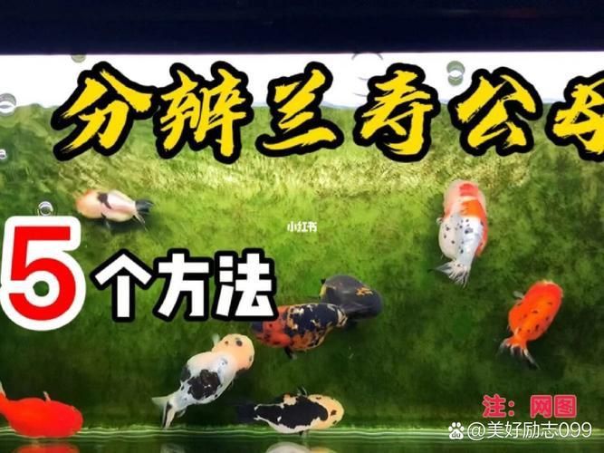 金魚公母對照圖