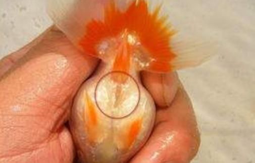 金魚公母對照圖