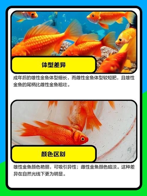 金魚公母對照圖