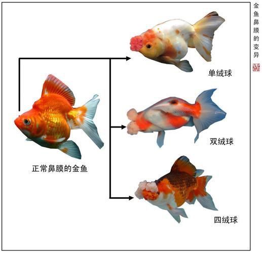 金魚公母對照圖