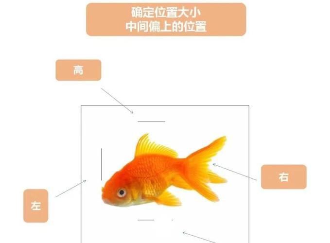 金魚公母對照圖