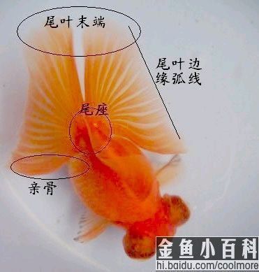 金魚公母對照圖