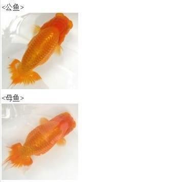金魚公母對照圖