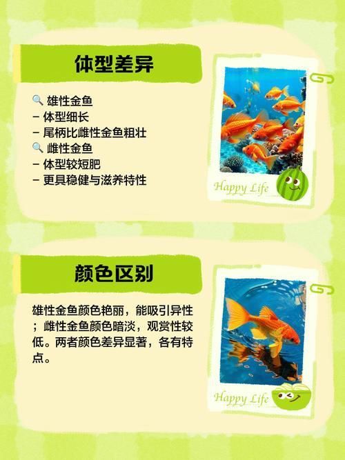 金魚公母對照圖