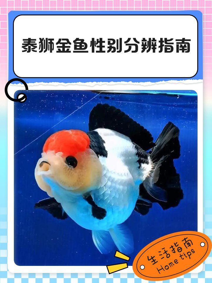 金魚公母對照圖