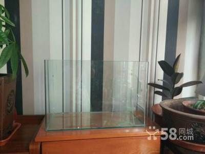 魚缸市場價（懶人魚缸的日常打理技巧） 魚缸市場價（懶人魚缸的日常打理技巧） 龍魚百科 第5張