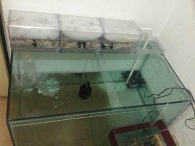 魚缸市場價（懶人魚缸的日常打理技巧） 魚缸市場價（懶人魚缸的日常打理技巧） 龍魚百科 第1張