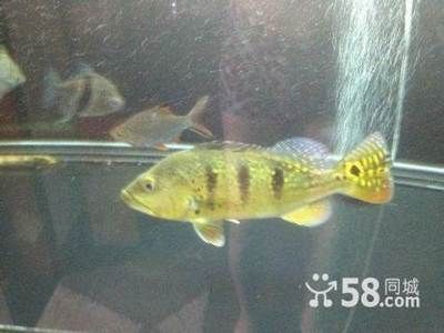 龍魚咬巴西亞的魚：如何緩解龍魚攻擊巴西亞魚的心理分析