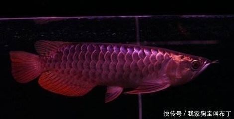 恐龍魚真菌感染的早期診斷方法：恐龍魚真菌感染的早期診斷