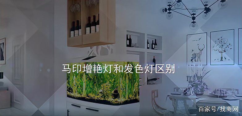 龍魚寄養服務北京：北京龍魚寄養上門服務收費標準