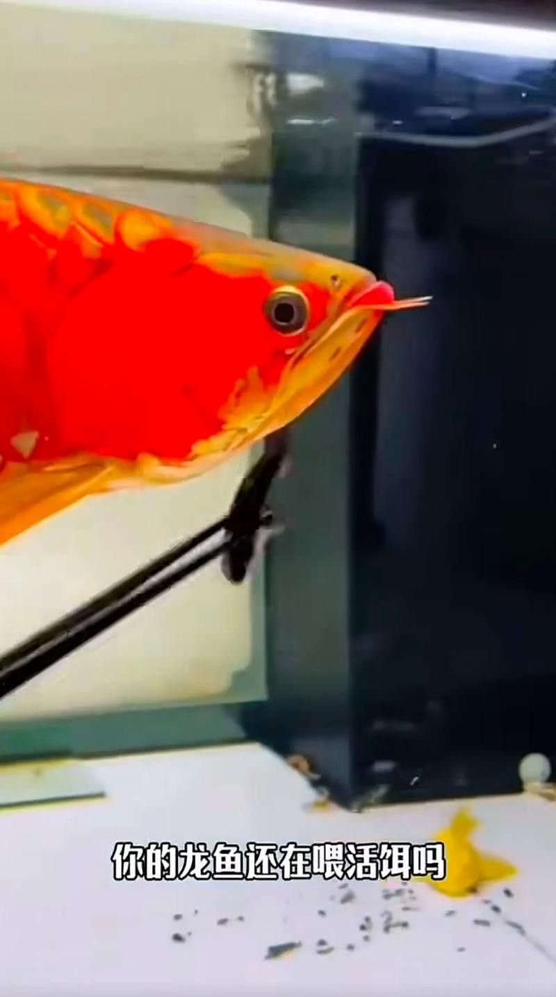 龍魚飼料配方大全表圖