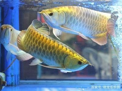 龍魚什么缸養最合適冬天用：龍魚什么缸養最合適冬天用龍魚什么缸養最合適