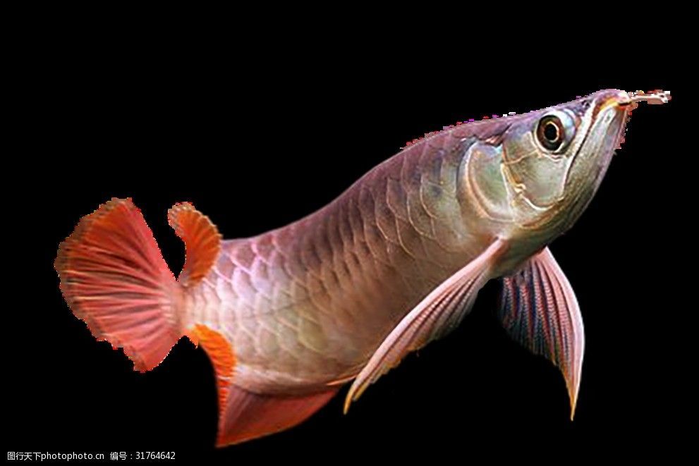 養龍魚的人的性格是什么：養龍魚的人的性格