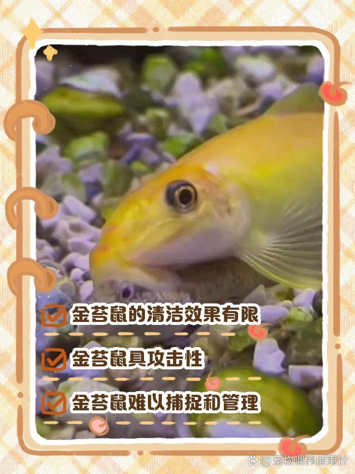 金苔鼠10cm是扔掉還是剪開