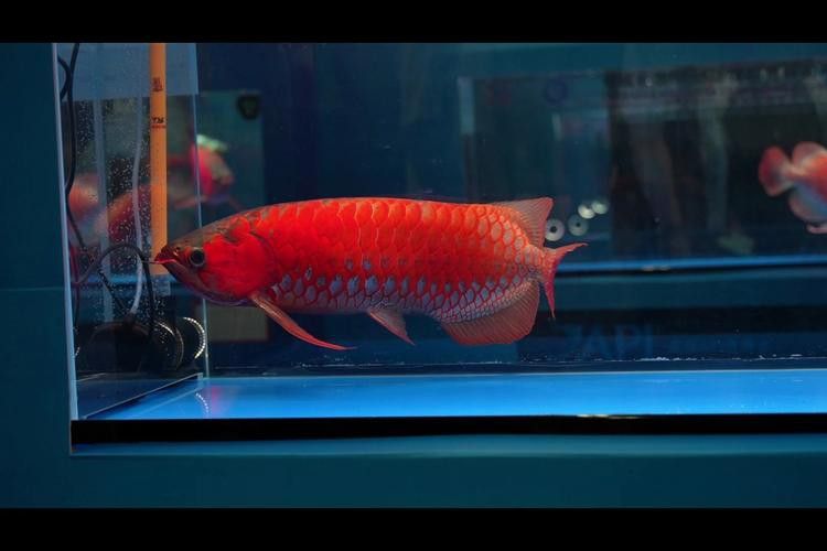有沒有高清的紅龍魚照片？
