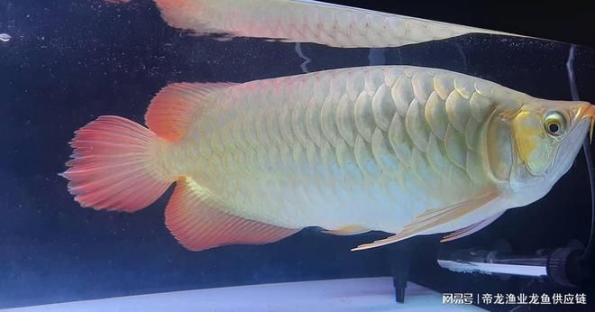 龍魚的體型和什么有關系：龍魚的體型受到多種因素影響，飼養者需要綜合考慮這些因素