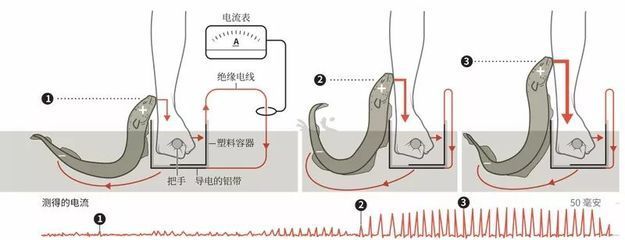 電鰻電擊治療疼痛的研究（電鰻電擊在醫學領域的應用）