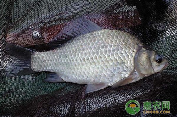 元寶鯽混養適宜水溫范圍：元寶鯽最佳生長水溫是多少，元寶鯽混養注意事項有哪些