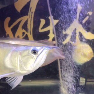 金龍魚多久可以長大：如何判斷金龍魚成熟度，金龍魚品種與生長關系