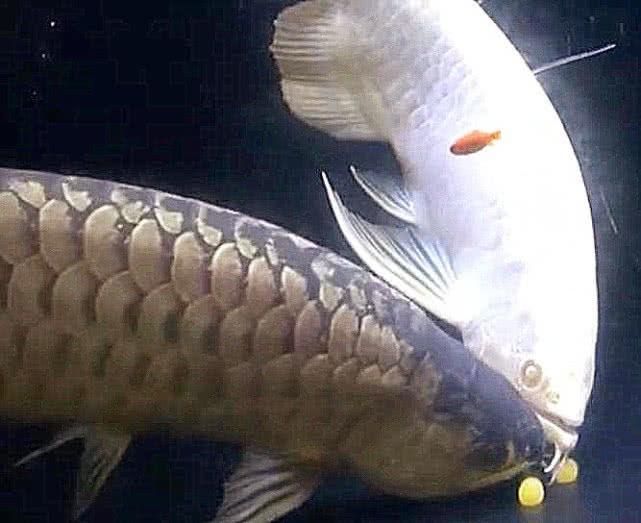 金龍魚多久可以長大：如何判斷金龍魚成熟度，金龍魚品種與生長關系