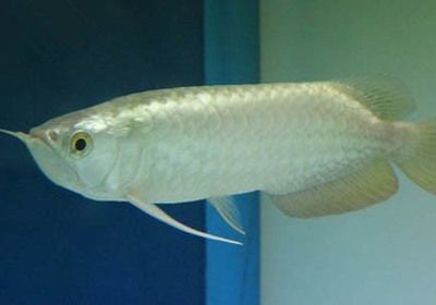 金龍魚多久可以長大：如何判斷金龍魚成熟度，金龍魚品種與生長關系