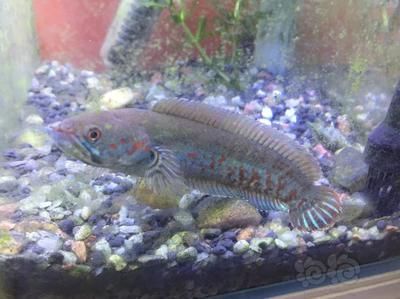 雷龍魚吃魚苗好不好（如何判斷雷龍魚的健康狀態(tài)）