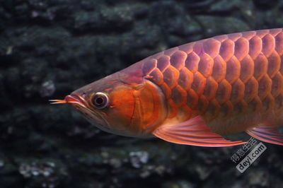紅龍魚魚缸寬度應該在60cm以上，并且最好能達到70cm以上：關于紅龍魚魚缸寬度的具體要求