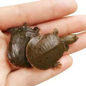 龍魚多大可以吃小甲魚：龍魚喂食小甲魚的適宜時間 龍魚多大可以吃小甲魚：龍魚喂食小甲魚的適宜時間 龍魚百科 第2張