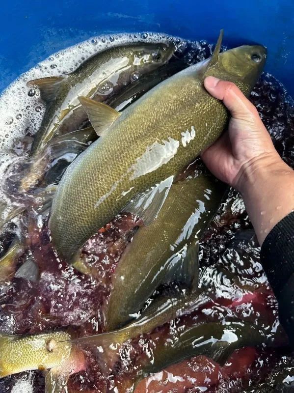 名貴淡水魚前十名排名 名貴淡水魚前十名排名 龍魚百科 第2張