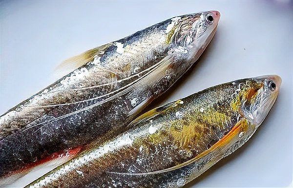 名貴淡水魚前十名排名 名貴淡水魚前十名排名 龍魚百科 第5張