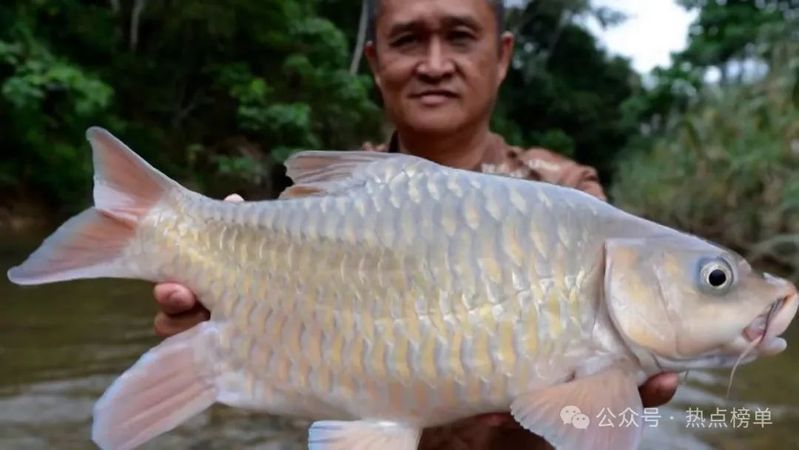 名貴淡水魚前十名排名 名貴淡水魚前十名排名 龍魚百科 第4張