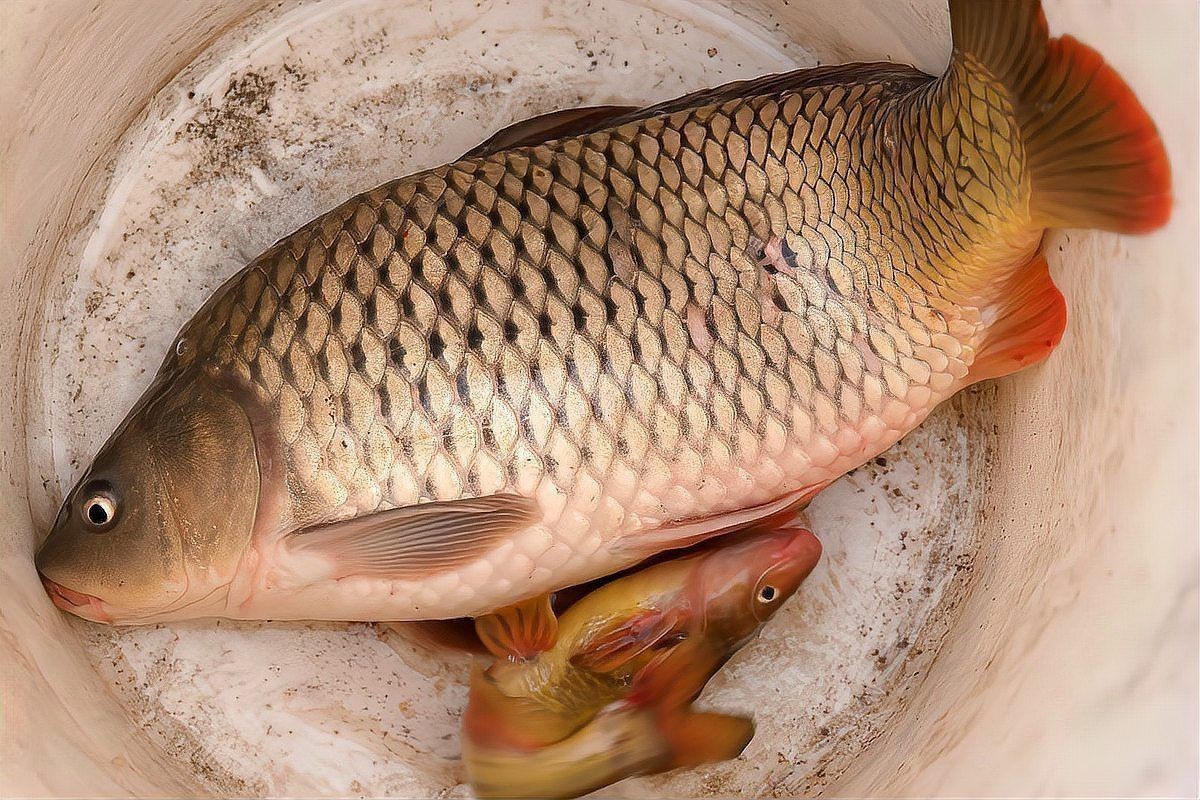 名貴淡水魚前十名排名 名貴淡水魚前十名排名 龍魚百科 第6張