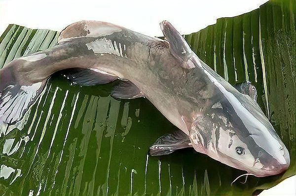 名貴淡水魚前十名排名 名貴淡水魚前十名排名 龍魚百科 第7張