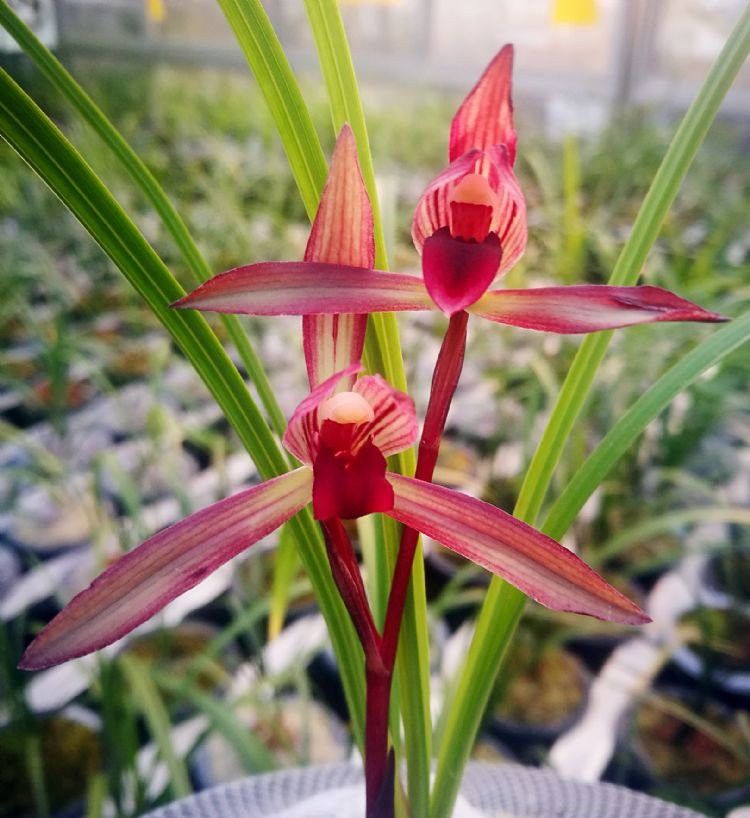 紅龍字蘭花的價(jià)格是多少？