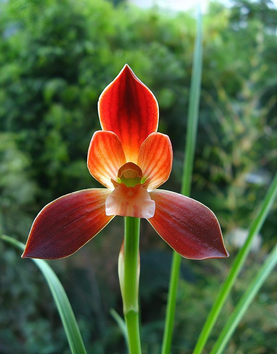 紅龍字蘭花的價(jià)格是多少？