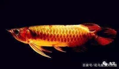 什么底色的金龍魚最好：什么顏色的金龍魚最好 什么底色的金龍魚最好：什么顏色的金龍魚最好 龍魚百科 第2張