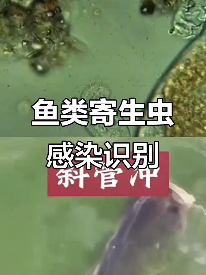 紅龍魚外寄的癥狀有哪些？
