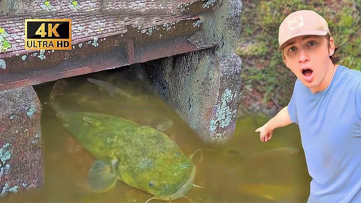 金龍魚和黑魚哪個厲害