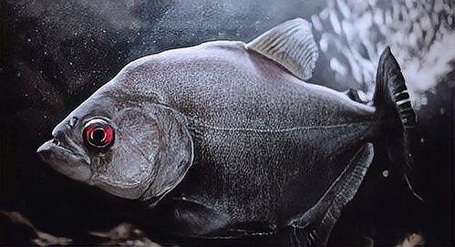 金龍魚和黑魚哪個厲害